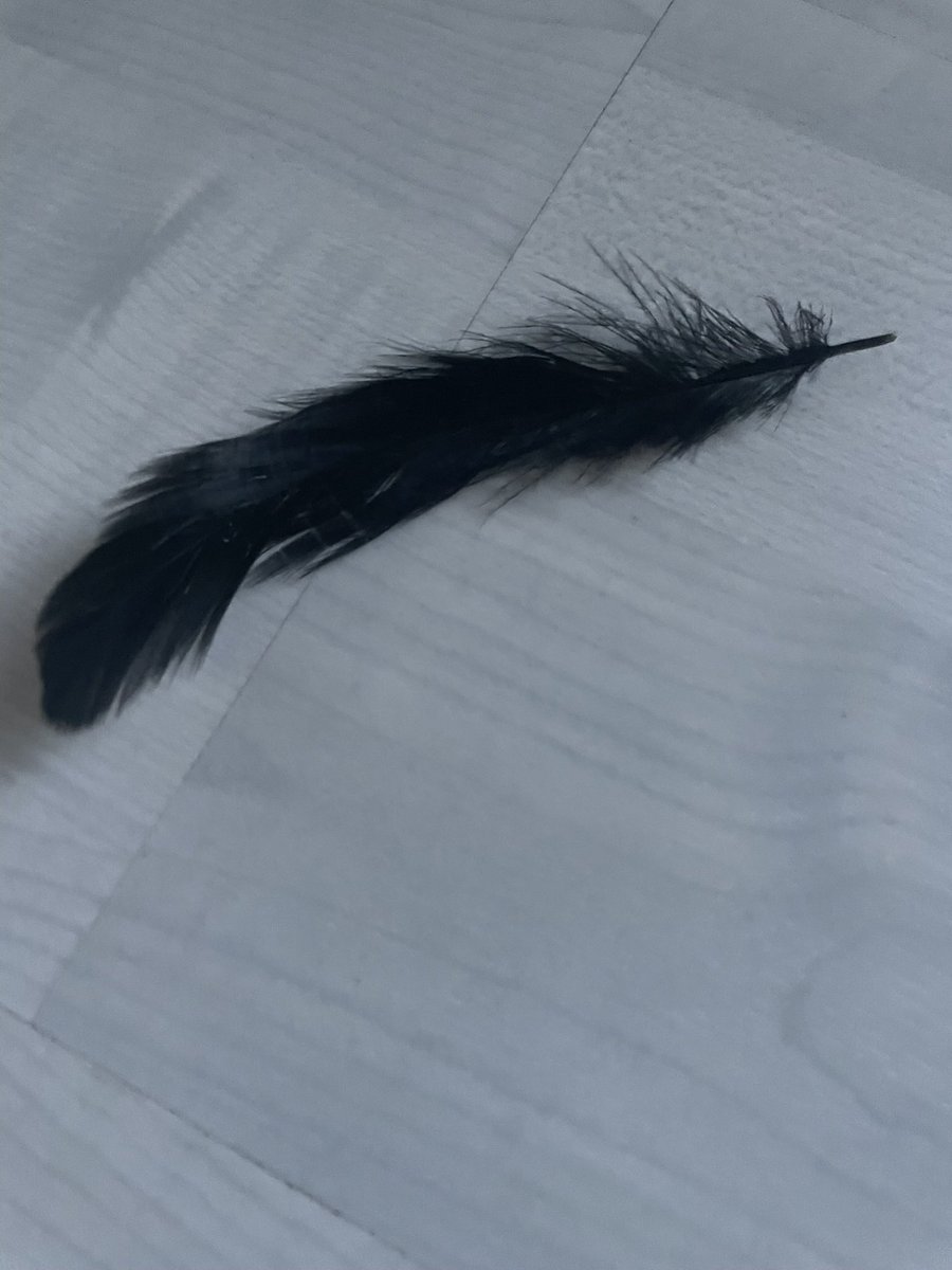 devereux1655's tweet image. My life 🤦🏻‍♀️ I woke up and this was on the bedroom floor? 🤯 how on earth has that got there and where did it come from- it’s about 5 inches long and def not from my duvet which has little white ones 😱 #shock #feather #black