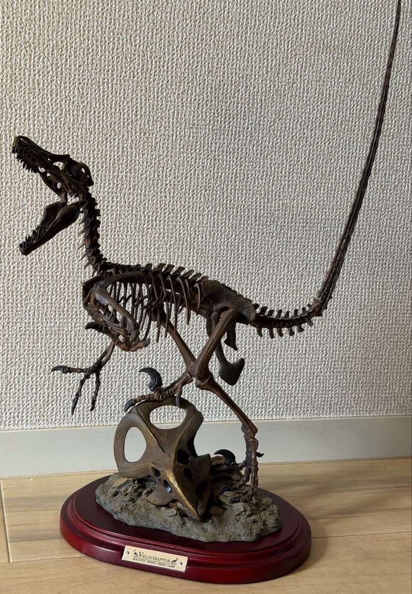 グリフォンエンタープライズ ヴェロキラプトルスケルトンモデル
