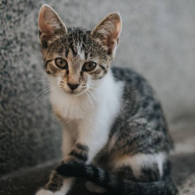 KUROCAT tweet media