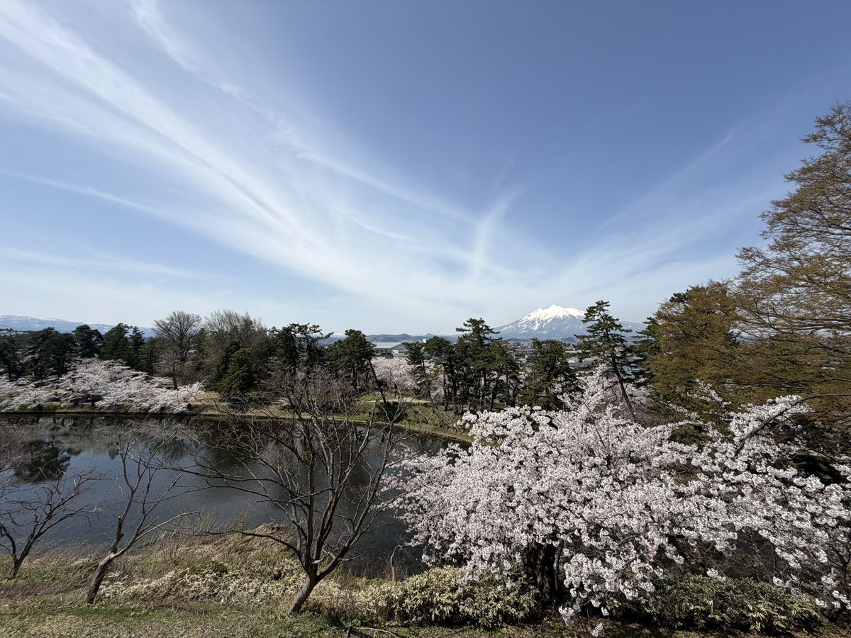 7ytk's tweet photo. 恒例の花見送迎業務
昨日は風もなく過去イチの花見日和
今晩どうしようか、お悩み相談室 https://t.co/nrLnJ0n4ya