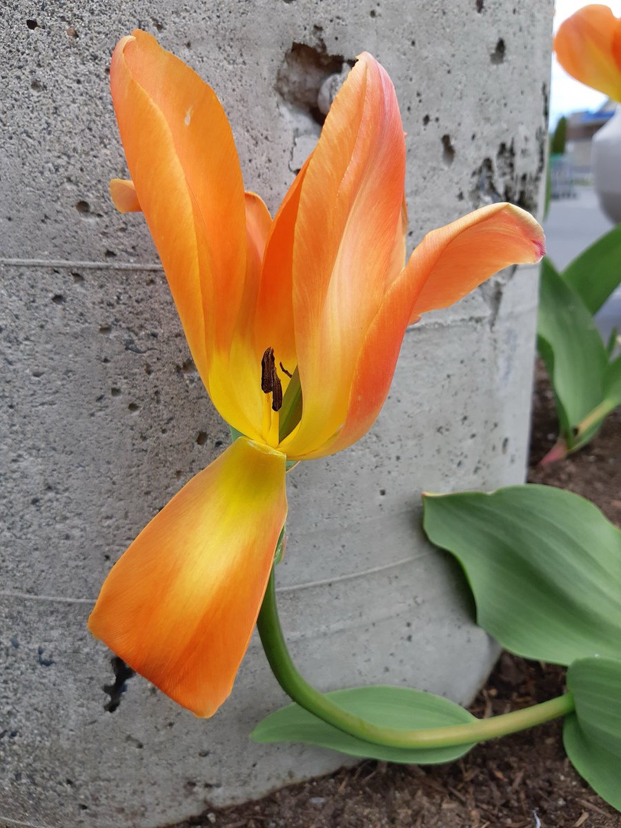sunmichael224's tweet photo. It's all about the color ORANGE as we head into the weekend.
QP or share your ORANGE images 👇

#orange #ColorLover #nature #naturePhotography https://t.co/T84qSThsNk