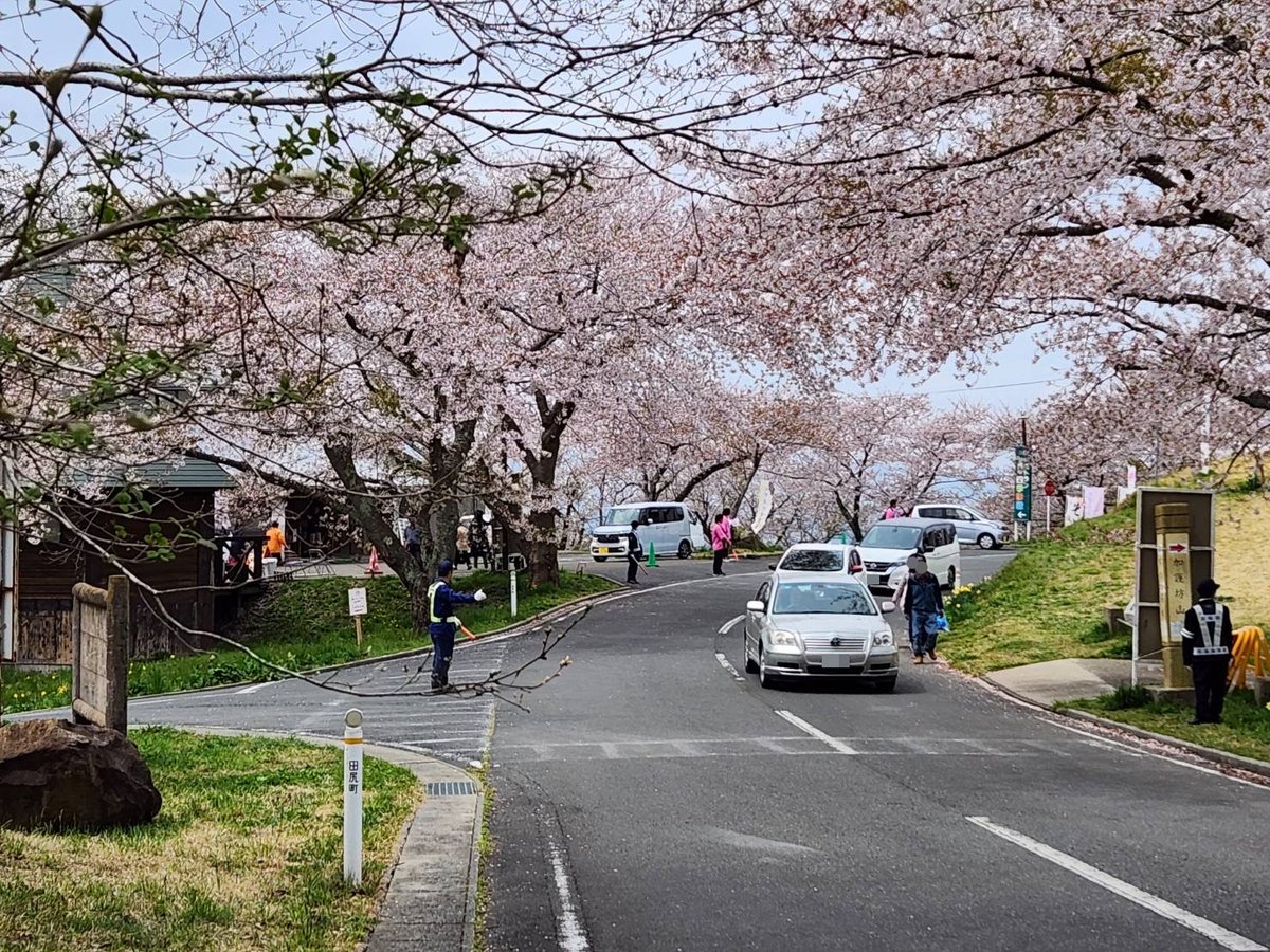 kagobosakura's tweet photo. ＼\ まだ間に合う！ /／

本日も「加護坊桜まつり」にお越しいただき、誠にありがとうございました🙇

宮城県内有数の桜スポット・加護坊山は、場所によっては葉桜が見られるものの、まだまだお花見に間に合います！
明日もお待ちしております🌸

#加護坊桜まつり https://t.co/q9XDVYrzMf