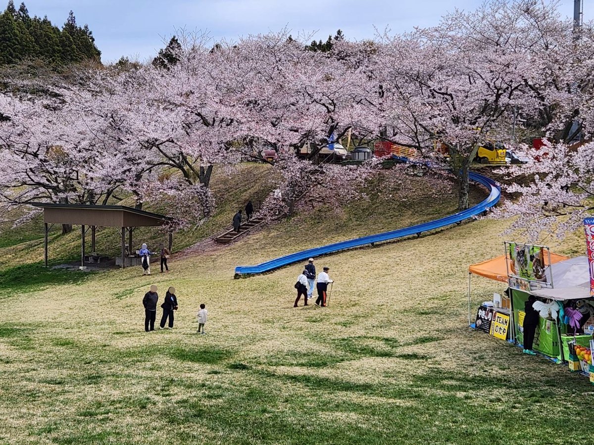 kagobosakura's tweet photo. ＼\ まだ間に合う！ /／

本日も「加護坊桜まつり」にお越しいただき、誠にありがとうございました🙇

宮城県内有数の桜スポット・加護坊山は、場所によっては葉桜が見られるものの、まだまだお花見に間に合います！
明日もお待ちしております🌸

#加護坊桜まつり https://t.co/q9XDVYrzMf