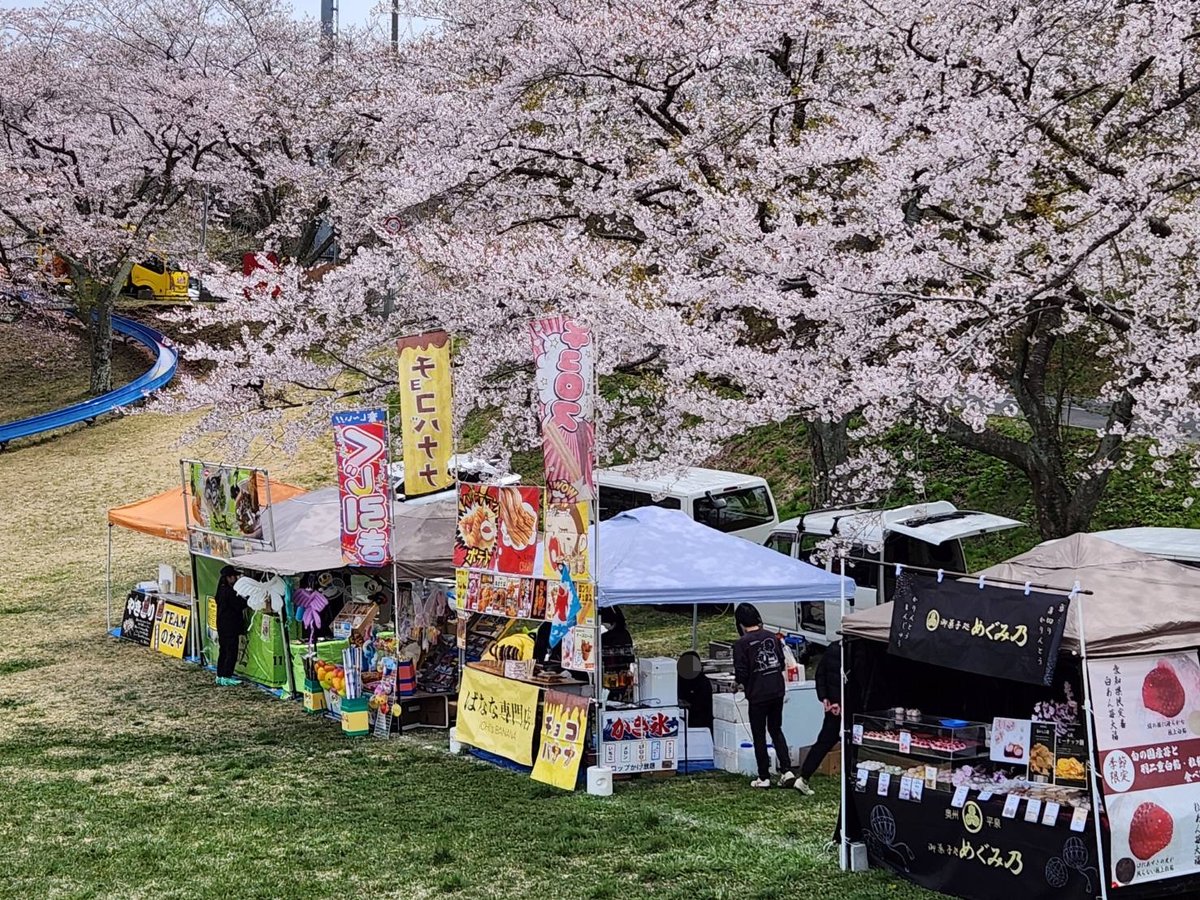 kagobosakura's tweet photo. ＼\ まだ間に合う！ /／

本日も「加護坊桜まつり」にお越しいただき、誠にありがとうございました🙇

宮城県内有数の桜スポット・加護坊山は、場所によっては葉桜が見られるものの、まだまだお花見に間に合います！
明日もお待ちしております🌸

#加護坊桜まつり https://t.co/q9XDVYrzMf