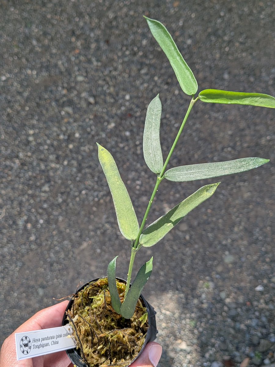 onlyone_ebi's tweet photo. 今日は花郷園 102周年スペシャル
第12回 春の芸術植物祭りへ。

たくさんの植物に触れて、
新しい出会いもあり、充実した一日でした。

久しぶりにブセもお迎えできて嬉しいです。
ご縁に感謝です😌🙏 https://t.co/5CHsP6d9FZ