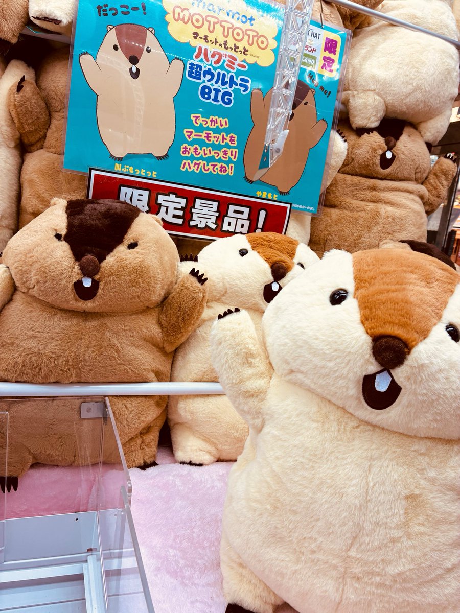 🐻限定プライズご案内🐻 「マーモットのもっとっと ハグミー超ウルトラ