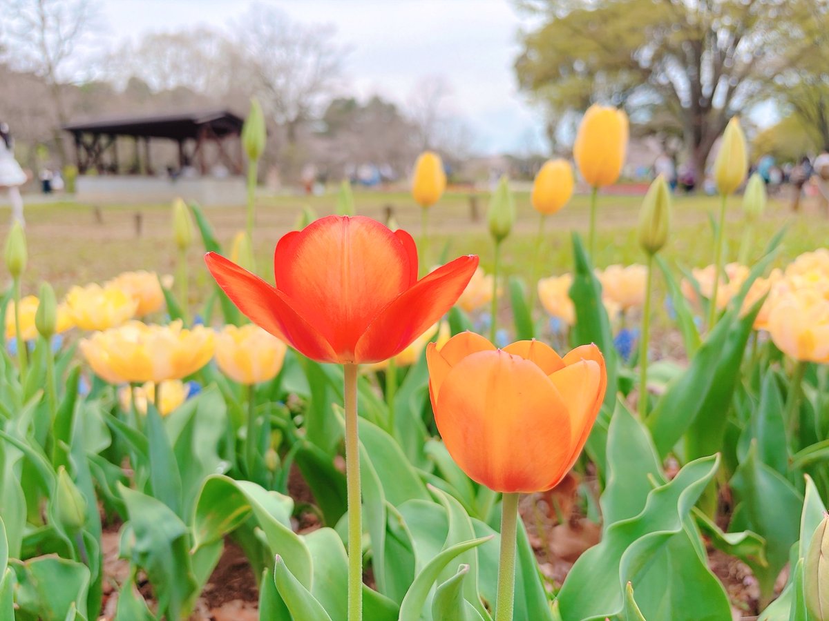 アール tweet media