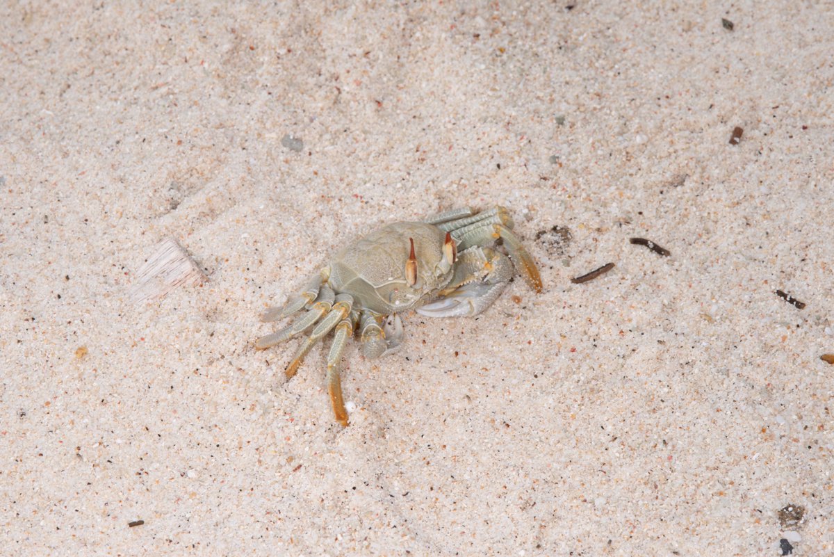最近、新種記載されたツノメガニの近縁種
Ocypode celadon Davie, Ng &amp; Shih, 2026
撮影地: Greta Beach, Christmas Island, Australia
甲幅4cmくらいのメス。
O. ceratophthalmus または O. urvillii が同所的に見られた。
Orchard, 2012 を事前に見ていたので見つけることができた。