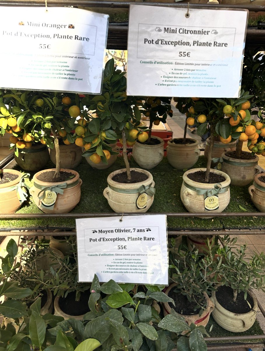 Emanuela tweet media