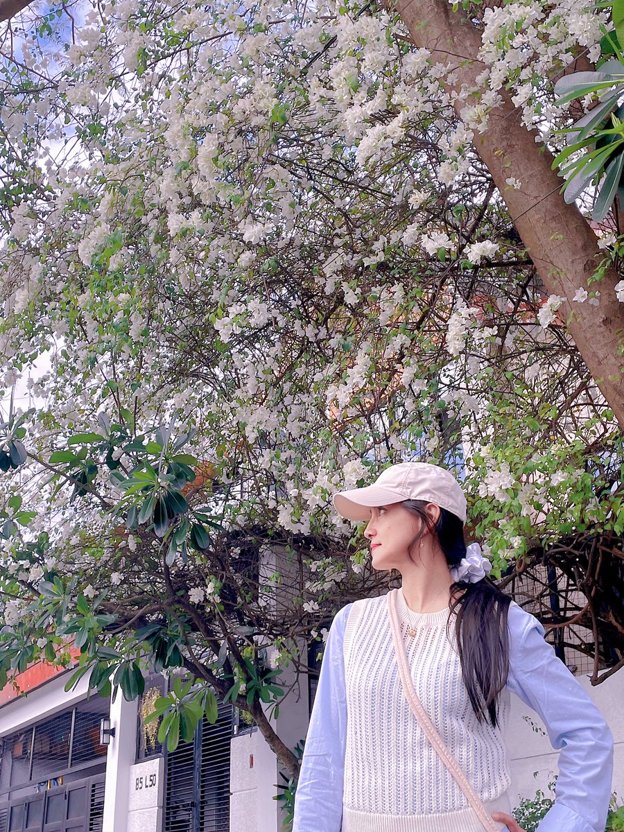 kunjunim's tweet photo. #bloomingtree #whiteflowers #floweringtree 🤍🌳 https://t.co/3CCo6LnJn5