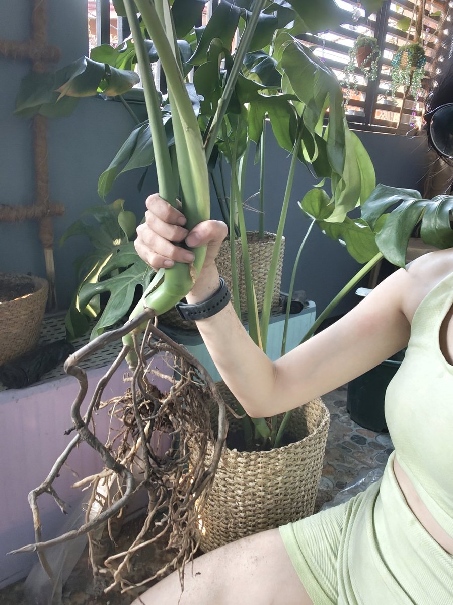 Evil Overlord Gabo tweet media