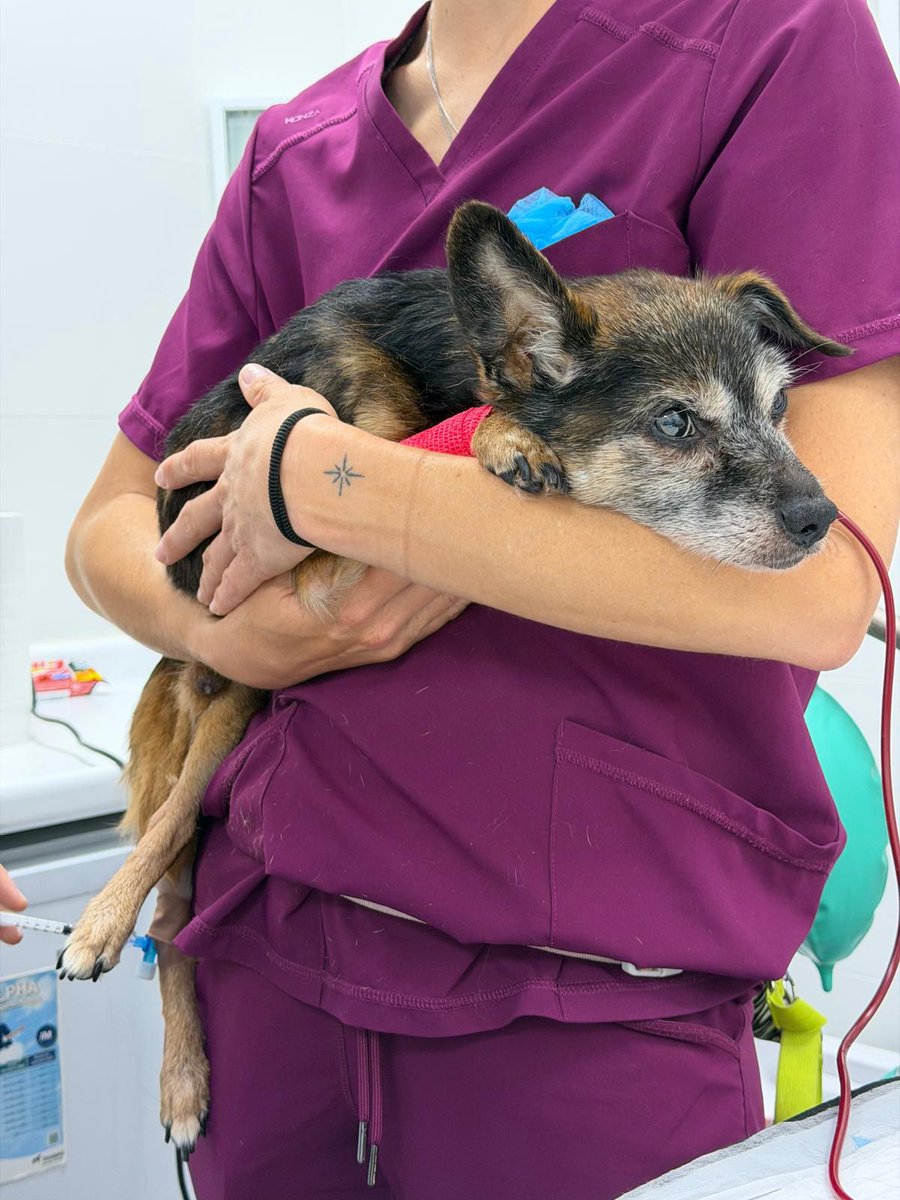 SOS Abuelos tweet media