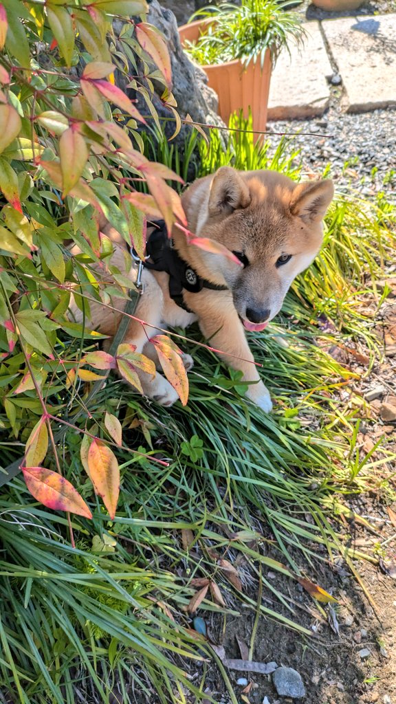 茶太郎 tweet media