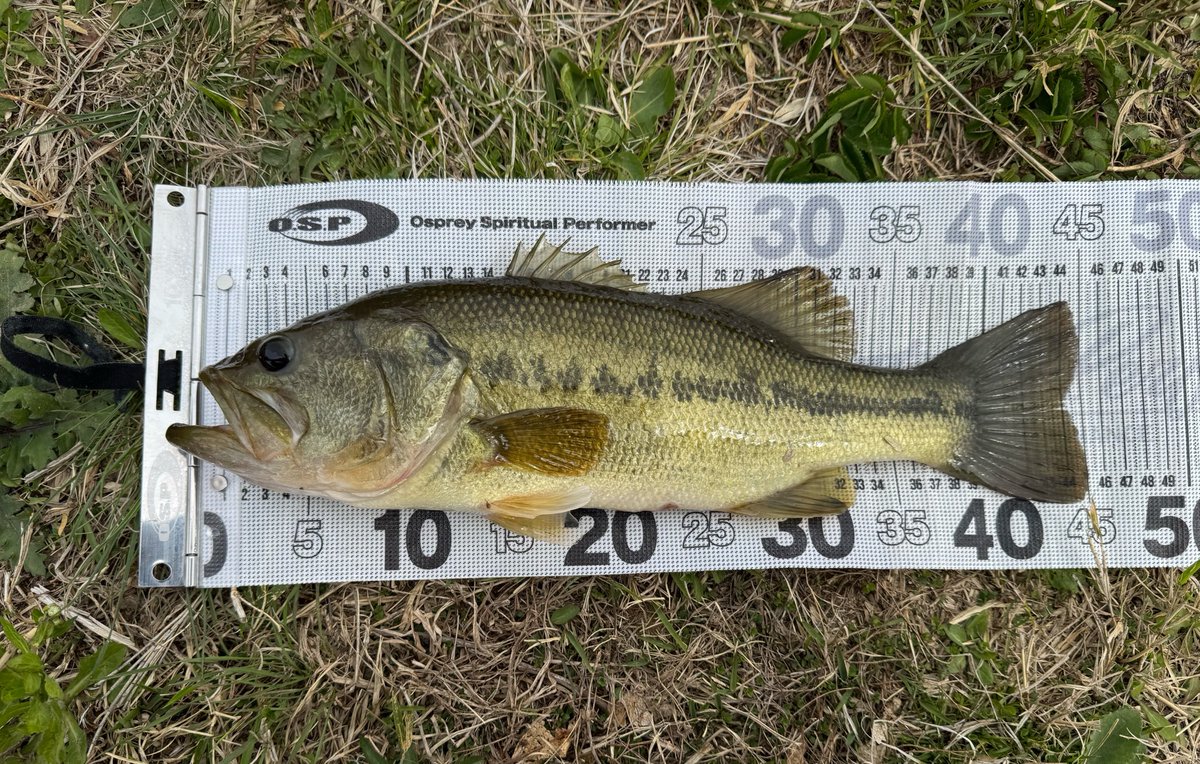 Y@ダイワマン tweet media