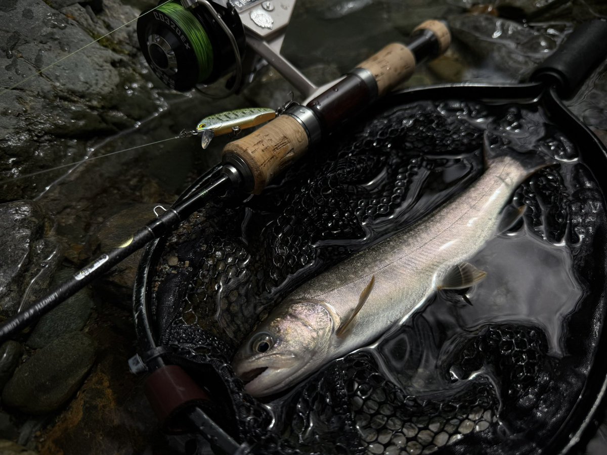 KeiryuPwl's tweet photo. 普段より遅めに入渓。
高活性の魚に楽しませてもらいました！
かっよくて綺麗なイワナに出会えて良かったです！

#smith
#tilf48tr
#gamicraft https://t.co/E4KaTVhmlR