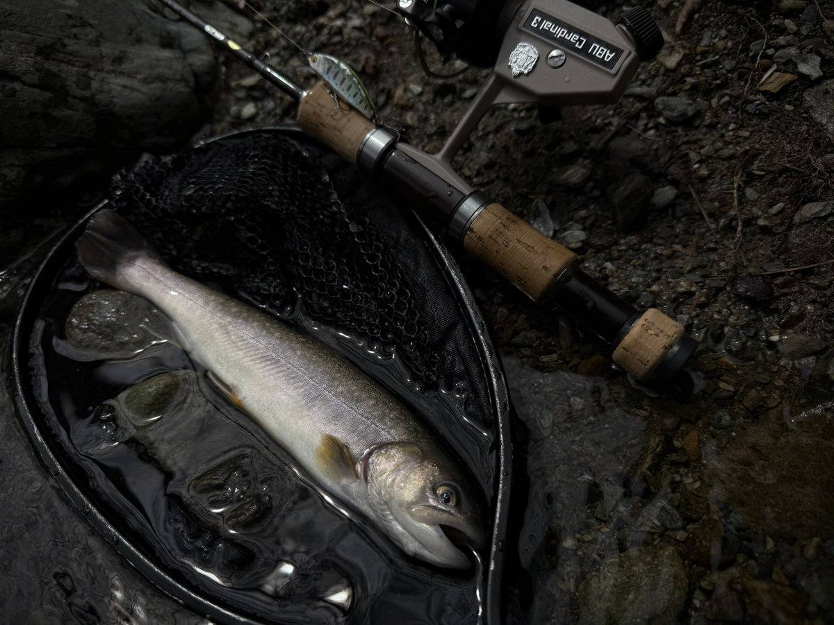KeiryuPwl's tweet photo. 普段より遅めに入渓。
高活性の魚に楽しませてもらいました！
かっよくて綺麗なイワナに出会えて良かったです！

#smith
#tilf48tr
#gamicraft https://t.co/E4KaTVhmlR