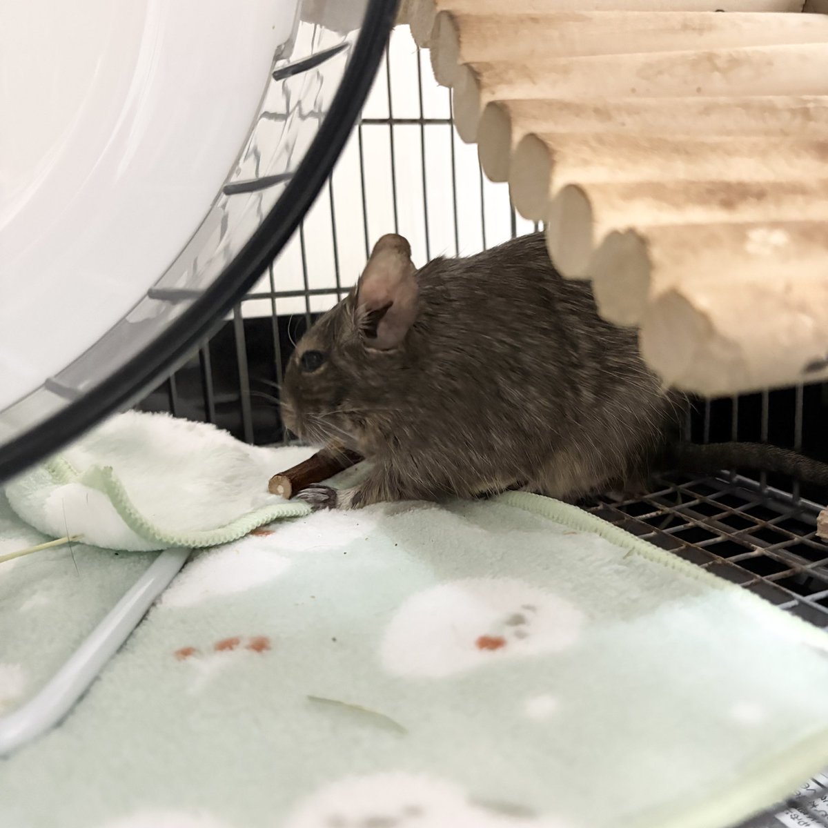 かぐちゃ tweet media