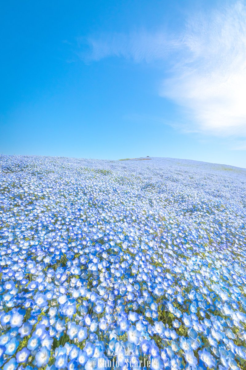 スカーレット@Photo tweet media