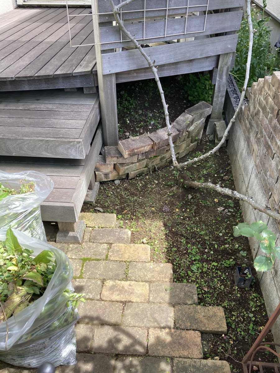 ギンモモ2 tweet media