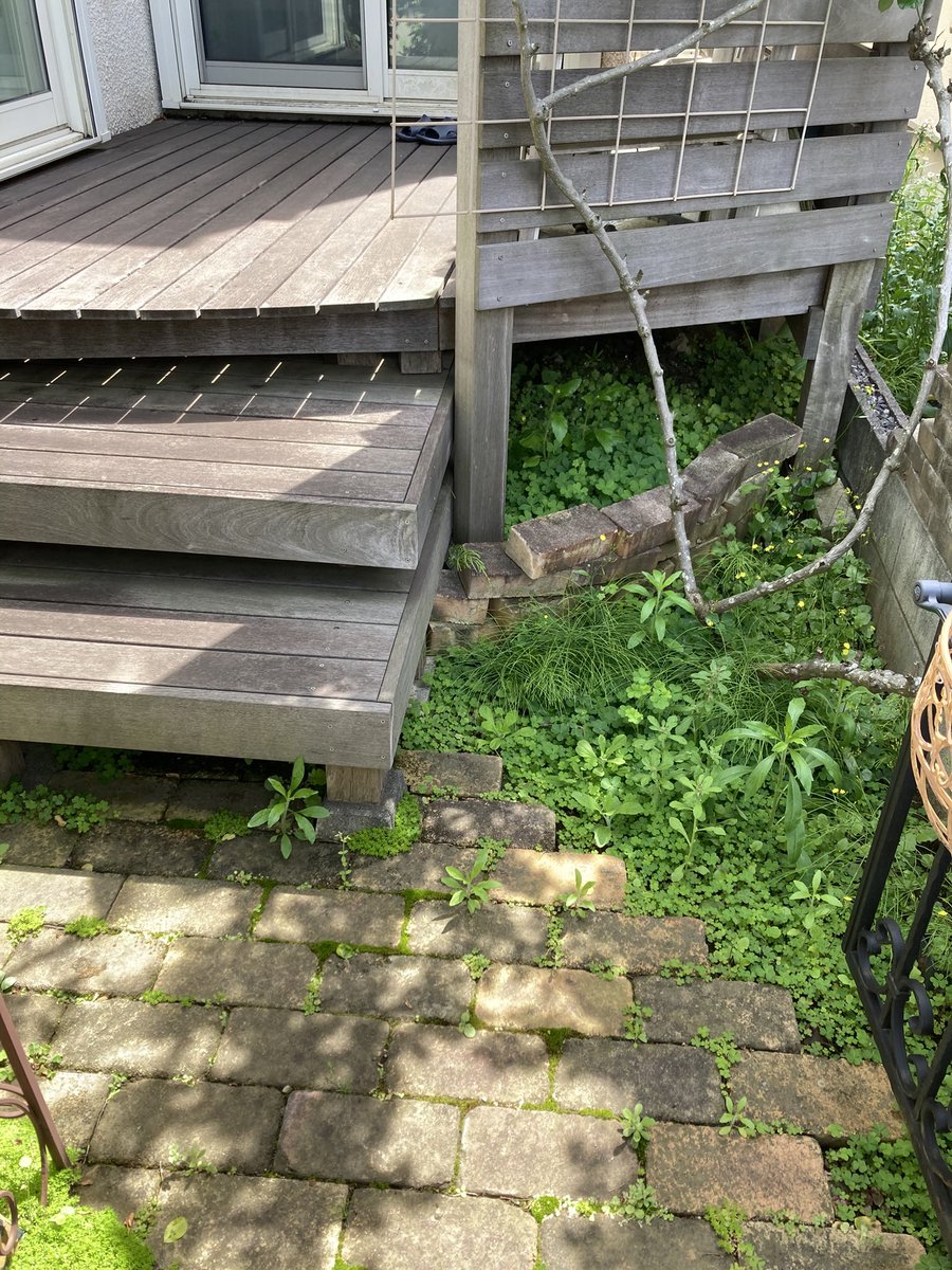 ギンモモ2 tweet media