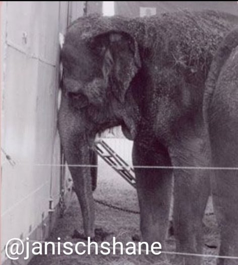 Susana643500's tweet image. ''HELP Free BUNKA the ELEPHANT from a life of LONELINESS in Yerevan Zoo" in Armenia 
"BUNKA’S PHYSICAL and MENTAL SUFFERING, and the appalling conditions in which he is FORCED to live"
Let’s sign the petition so that #BUNKA can escape from that HELL
#FreeBunka ✍️✍️✊🐘