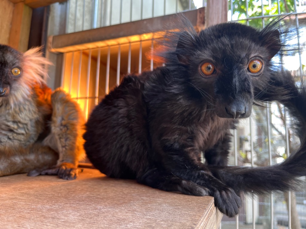 ichikawa_zoo's tweet photo. 飼育日誌更新しました。

https://t.co/XkiK45E3Op

#市川市動植物園
#市川ファン
#クロキツネザル https://t.co/JwS3Nm7ofe