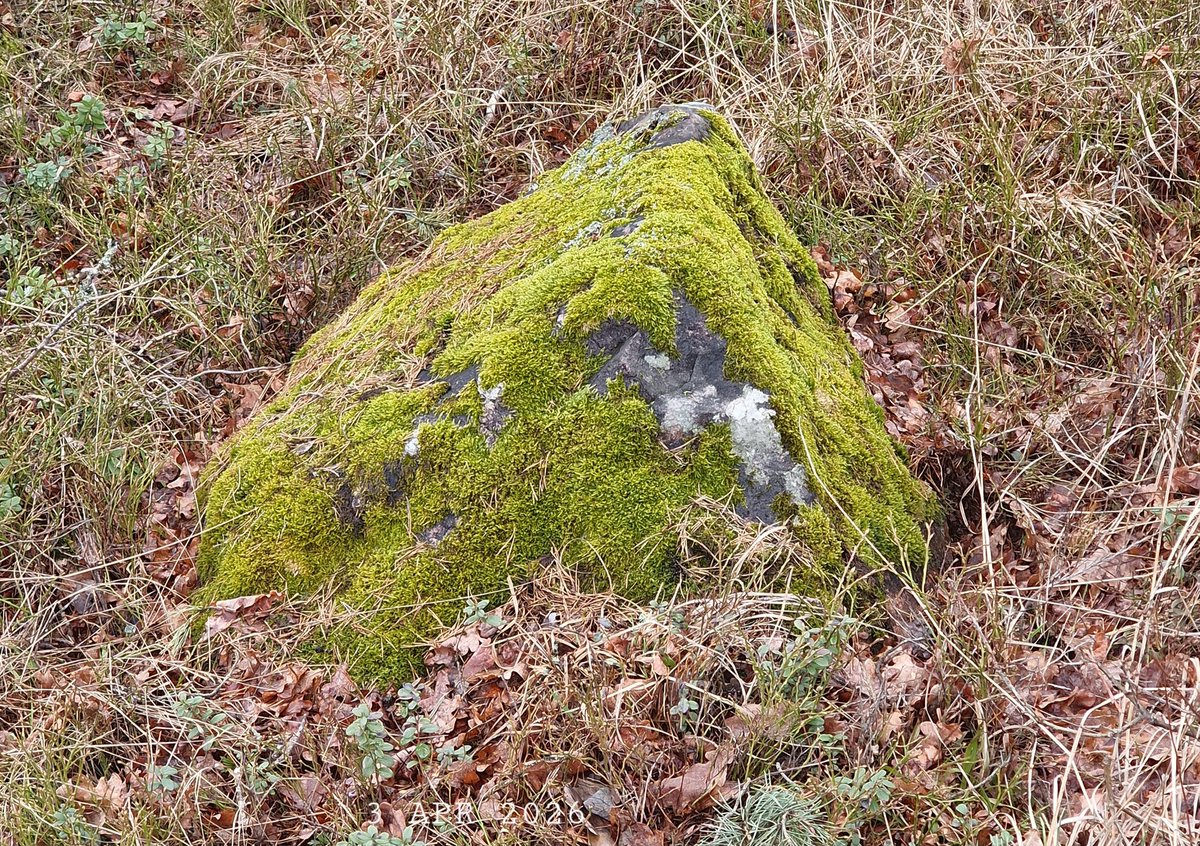 IDadzkov's tweet image. Moss-grown stone in the park. Mossbeväxt sten i parken.  Зоросший мхом камень в парке.
#nature #spring #stone #moss #sten #mossa #park #Snenhagen #StonesPhoto #PlantsPhoto