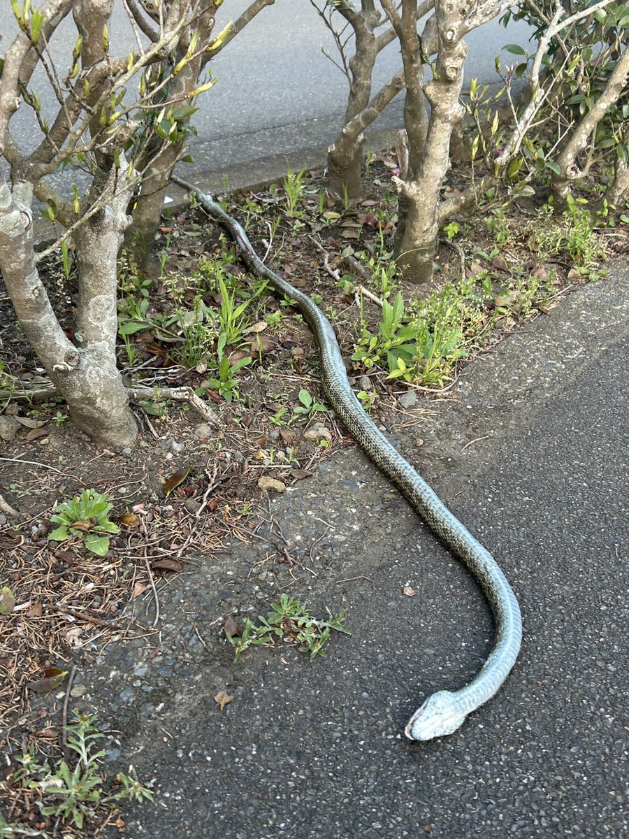 らいむ🐡🐍 tweet media