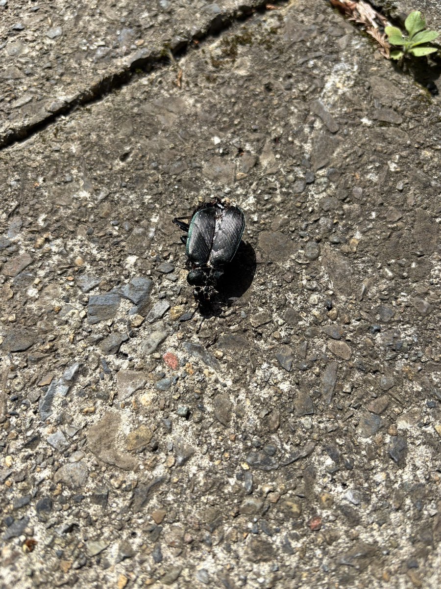 らいむ🐡🐍 tweet media