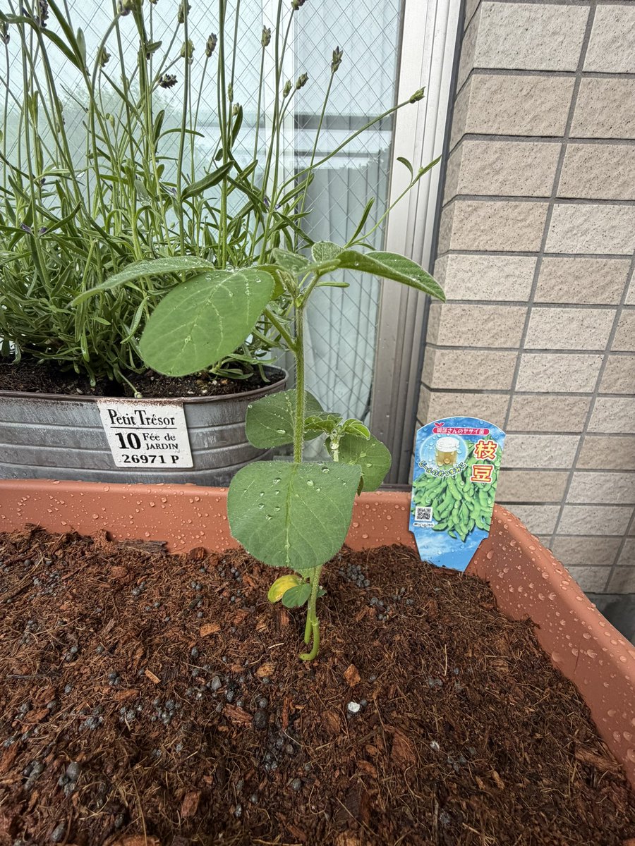 hime_fireman's tweet photo. よし、プランターに植え替え完了。足腰がキツイですが、やりがいがありますね。土触るのは久しぶりでした。引き続き育てていきます😌 https://t.co/SmEbFYziEm