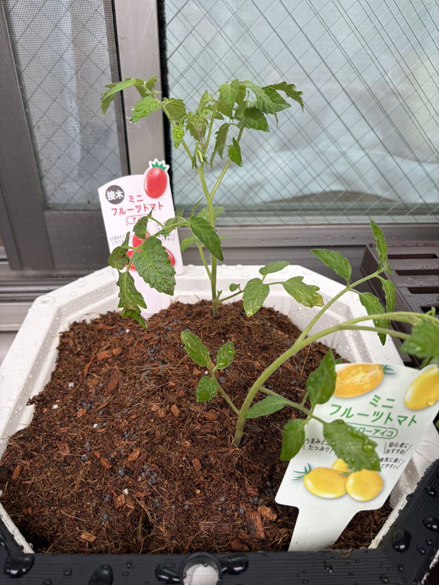 よし、プランターに植え替え完了。足腰がキツイですが、やりがいがありますね。土触るのは久しぶりでした。引き続き育てていきます😌