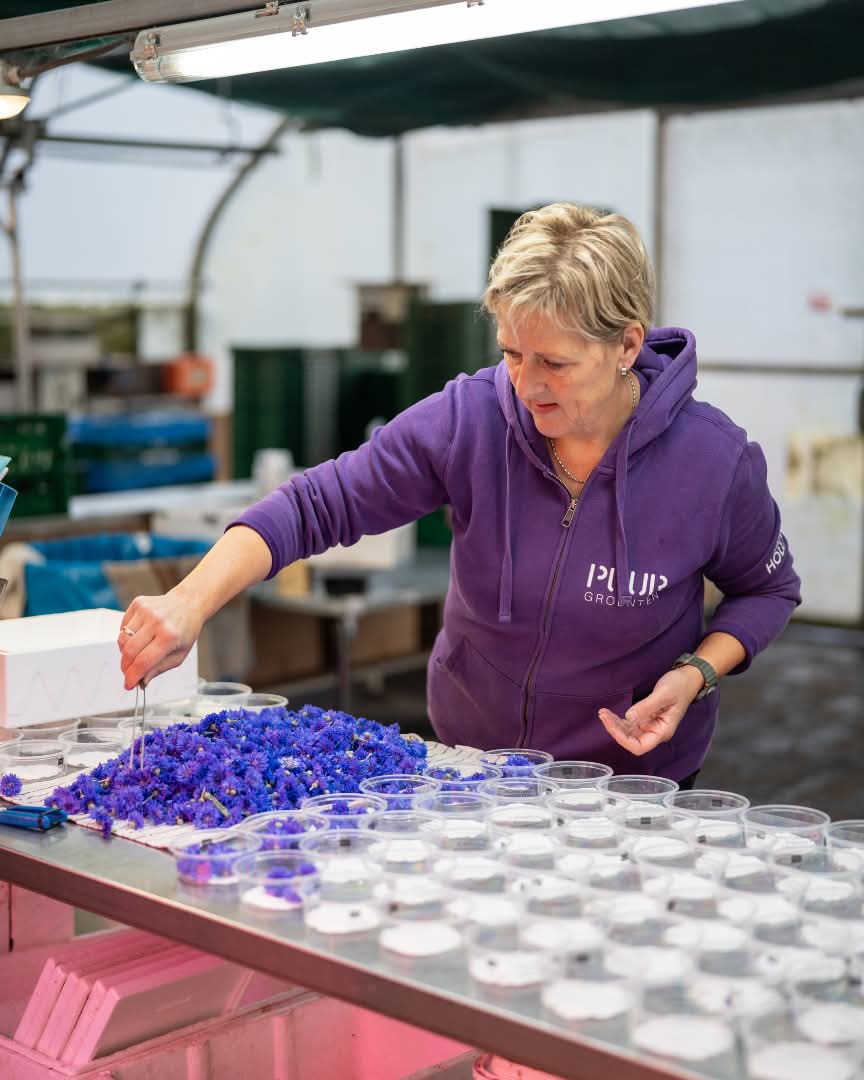 PUURgroenten's tweet image. Fresher than this? Hand-picked with care, shipped same day—perfect quality at your restaurant.  #PUURgroenten #edibleflowers