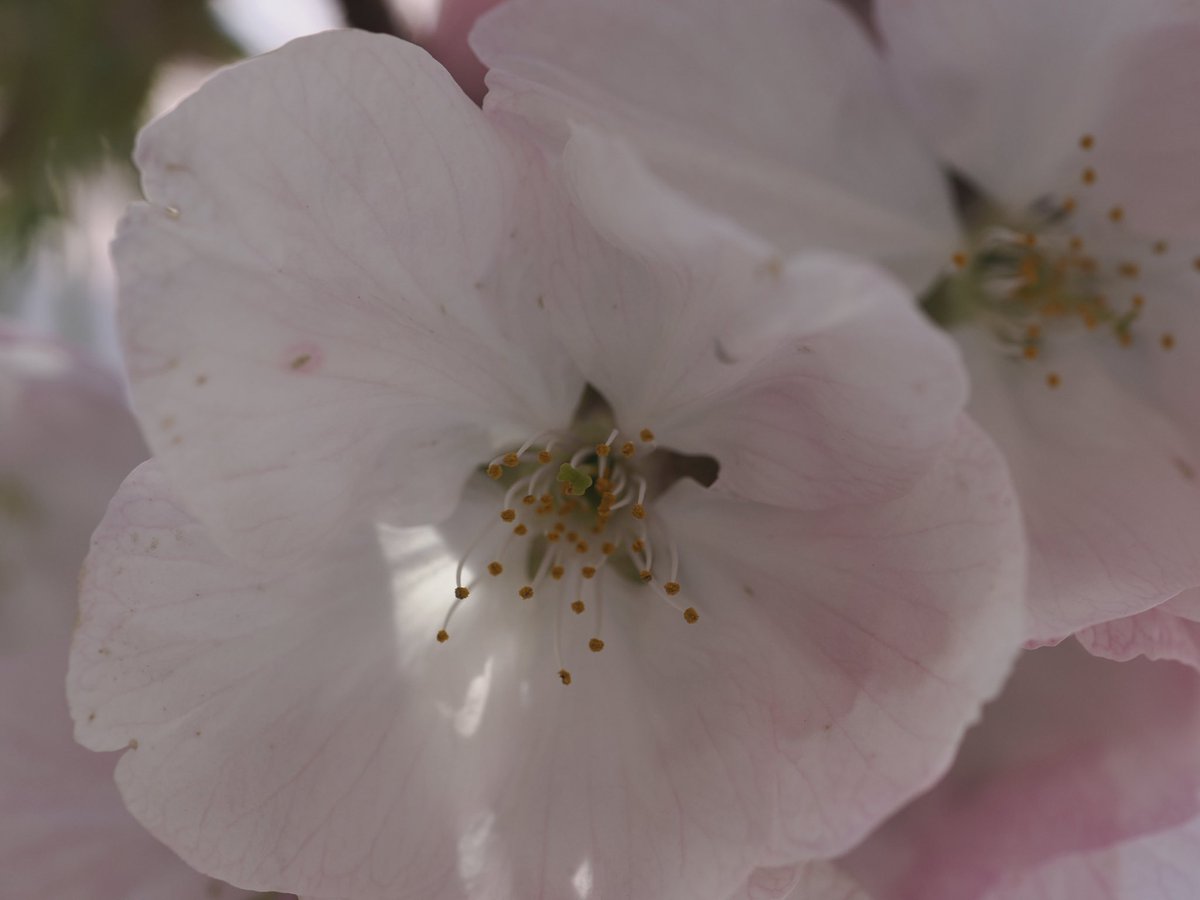 guin_pay's tweet photo. M.ZUIKOじゃないただのZUIKOを引っ張り出してみた
#ZUIKO DIGITAL ED 50mm F2.0 Macro https://t.co/p3a3SBfniM
