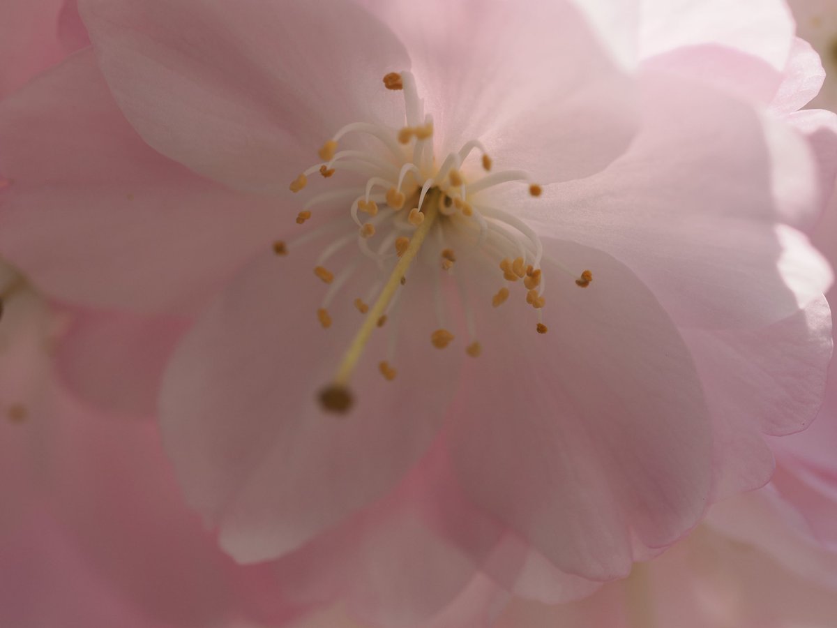 guin_pay's tweet photo. M.ZUIKOじゃないただのZUIKOを引っ張り出してみた
#ZUIKO DIGITAL ED 50mm F2.0 Macro https://t.co/p3a3SBfniM