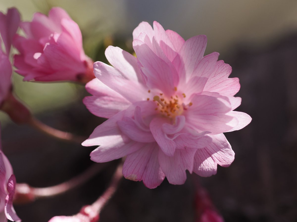 guin_pay's tweet photo. M.ZUIKOじゃないただのZUIKOを引っ張り出してみた
#ZUIKO DIGITAL ED 50mm F2.0 Macro https://t.co/p3a3SBfniM
