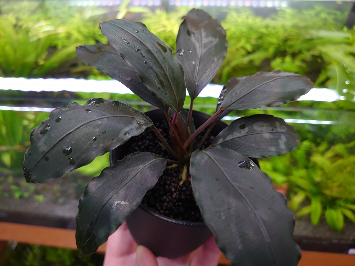 Silent aquarium tweet media