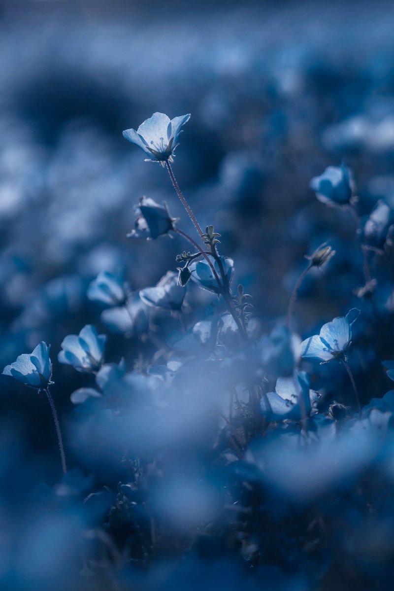 ポムの蒼。(ポムノアオ) tweet media