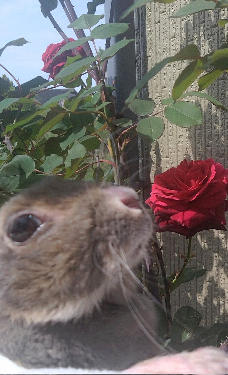 CyokoKinako's tweet image. また薔薇🌹見に来たよ🩷🐰
#薔薇
#Rose
#Rosa
#うさぎ
#Rabbit
#Coelho