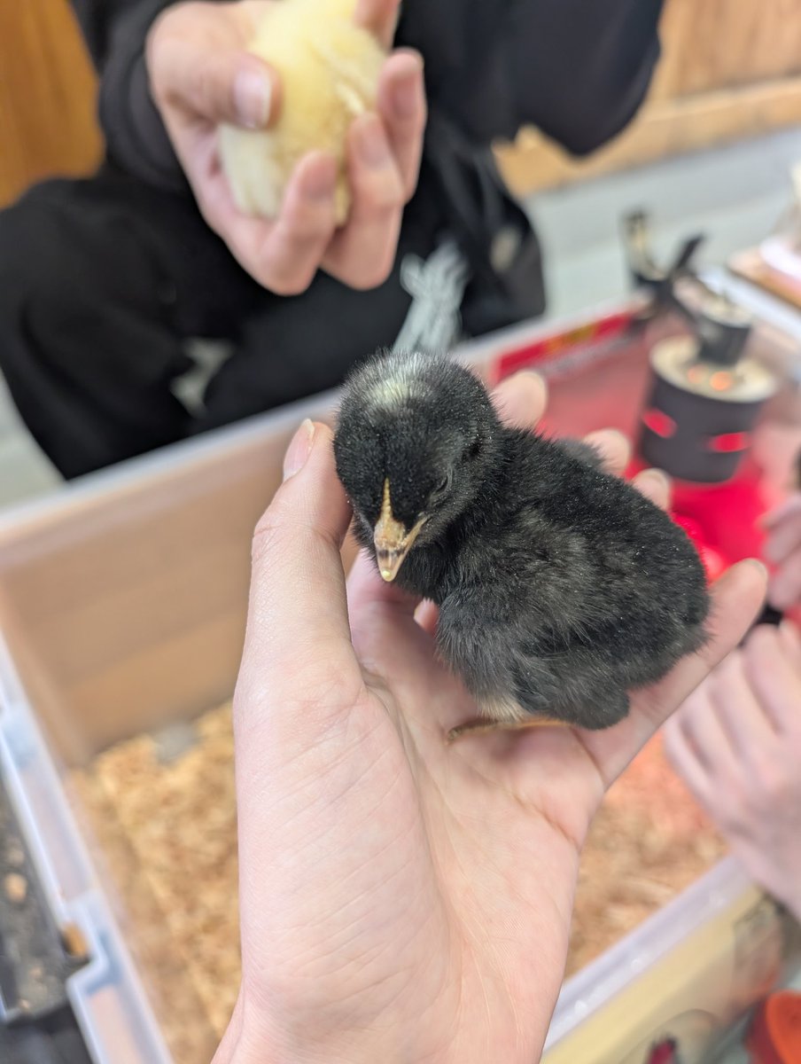 ゆゆゆのゆ tweet media