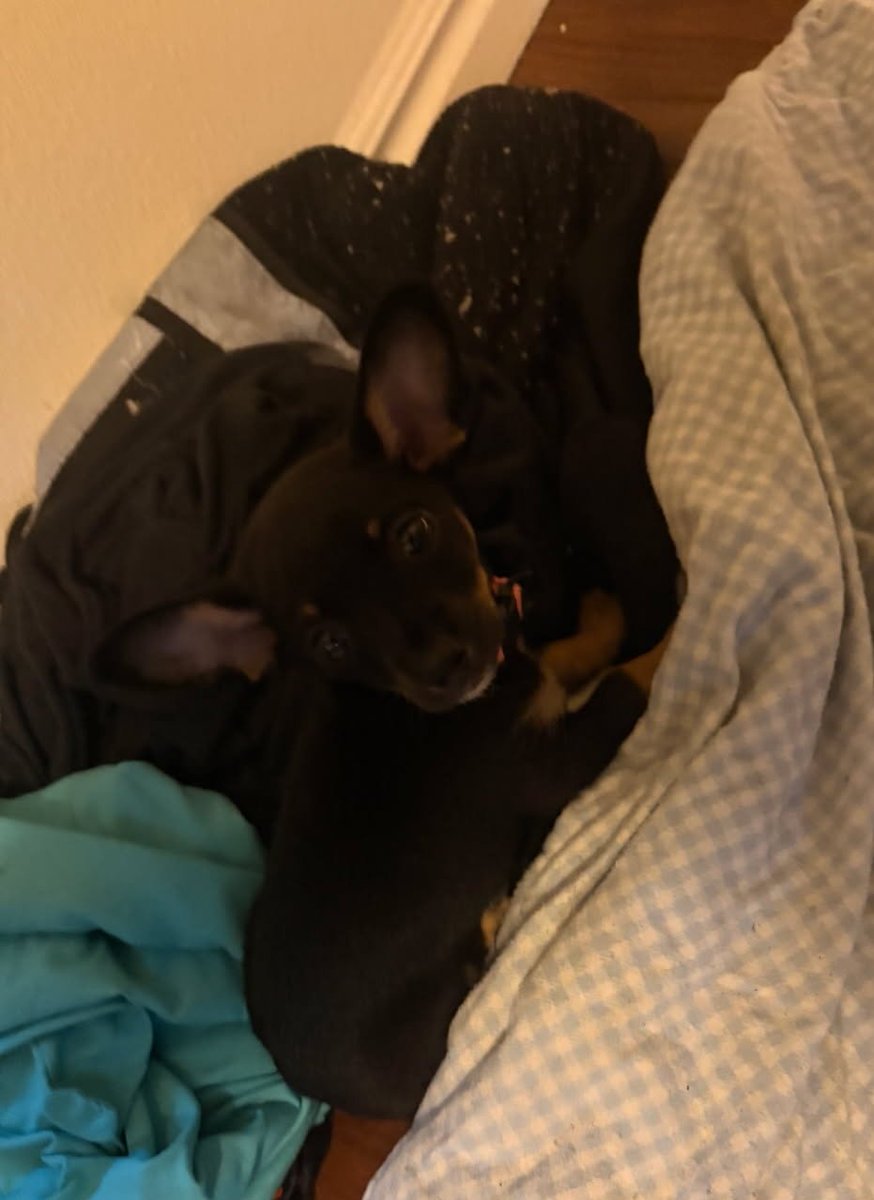 stridrmakesword's tweet photo. Picking her up tomorrow her name is Roxy :) https://t.co/XRCkPFEUbe