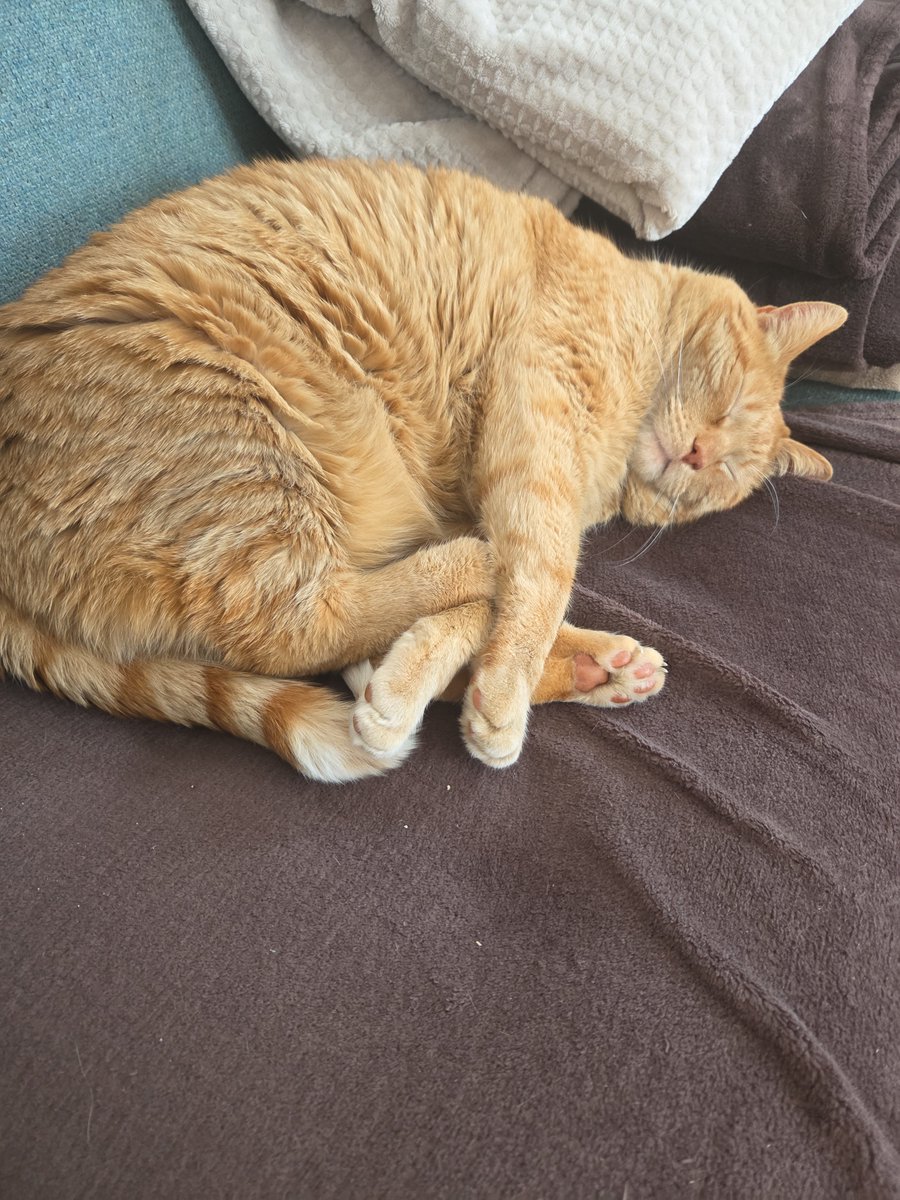 TheModernGuru's tweet photo. @nin_nin_327 This is CARMINE cat 🐈😺 https://t.co/BBLLOjt9VX