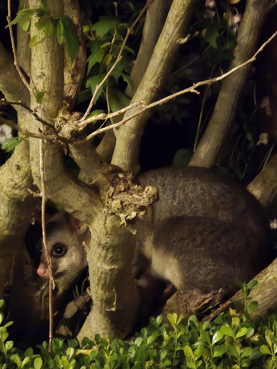 PeterCa85704183's tweet image. A possum sitting in the hibiscus shrub. #possum #wildlife #gardenfriends #nature