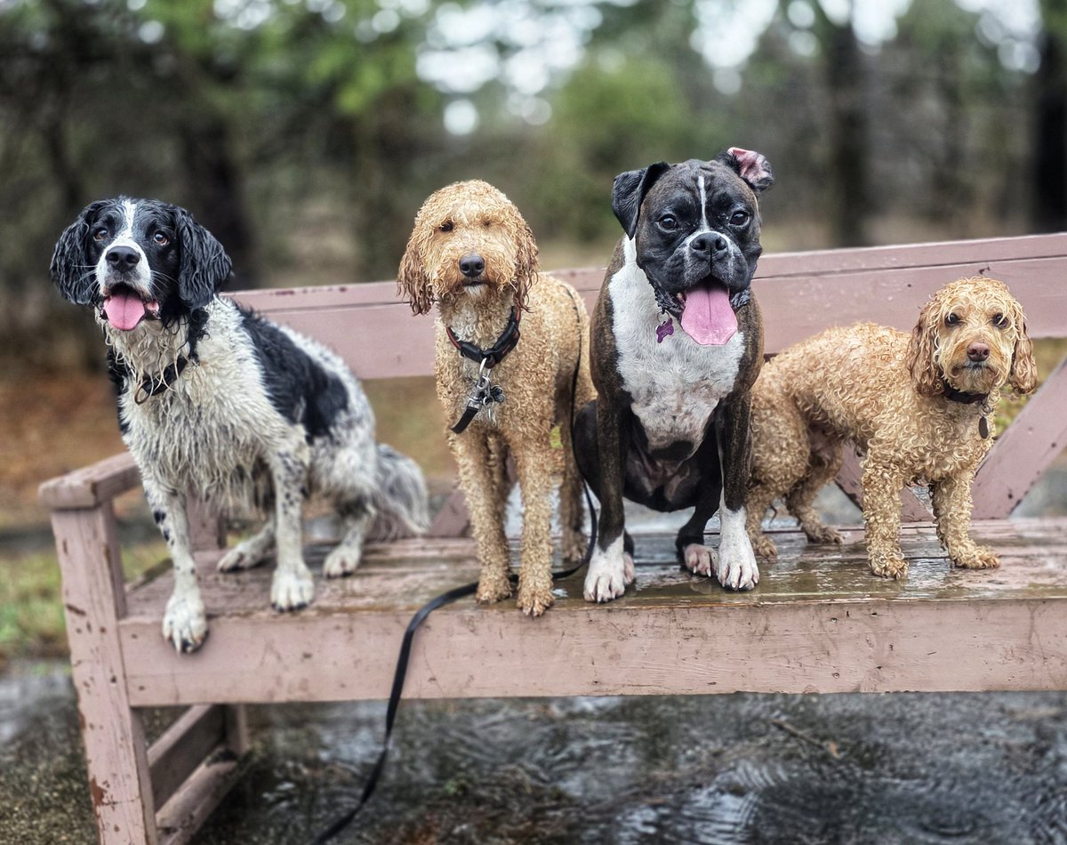 WalkinDogwalk's tweet photo. The #posingpups were troopers through the #Aprilshowers this week!
💦🐾🌧❤️🐶🐕❤️🌧🐾💦
#Saturdaysocial #walkinthedog https://t.co/Kyr4YJSM09