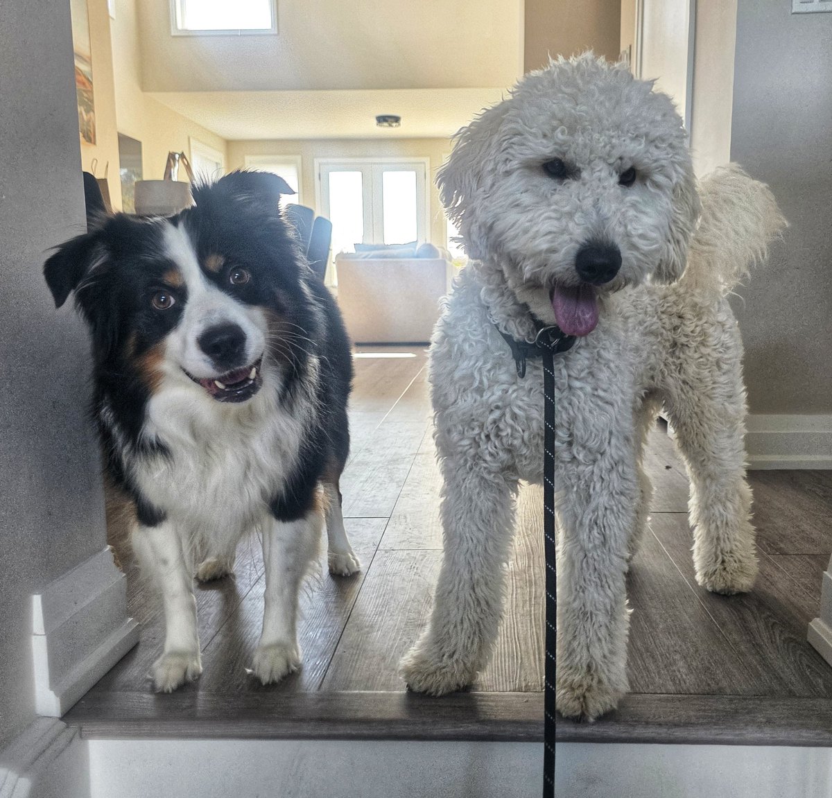 WalkinDogwalk's tweet photo. The #posingpups were troopers through the #Aprilshowers this week!
💦🐾🌧❤️🐶🐕❤️🌧🐾💦
#Saturdaysocial #walkinthedog https://t.co/Kyr4YJSM09