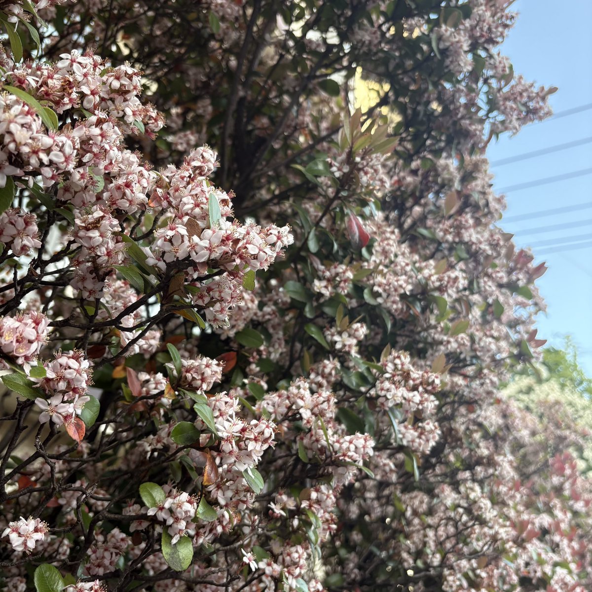 ぽんたぬ ˖ ࣪⊹ tweet media