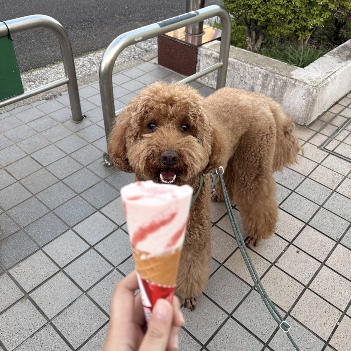 ぽんたぬ ˖ ࣪⊹ tweet media