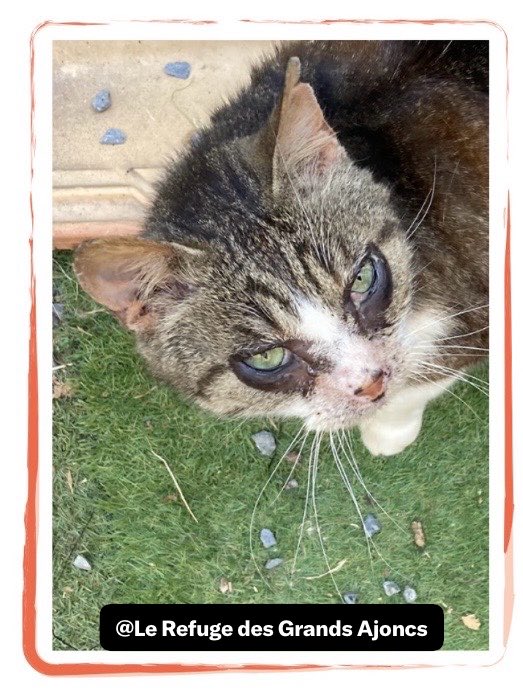 LAjoncs's tweet photo. 😹Petite dédicace pour ma nouvelle meilleure amie Victoria😉
Je vous souhaite un bon vomito avec celui-ci😹

♥️SPIDERCHAT♥️ https://t.co/1cpuhLU4eS