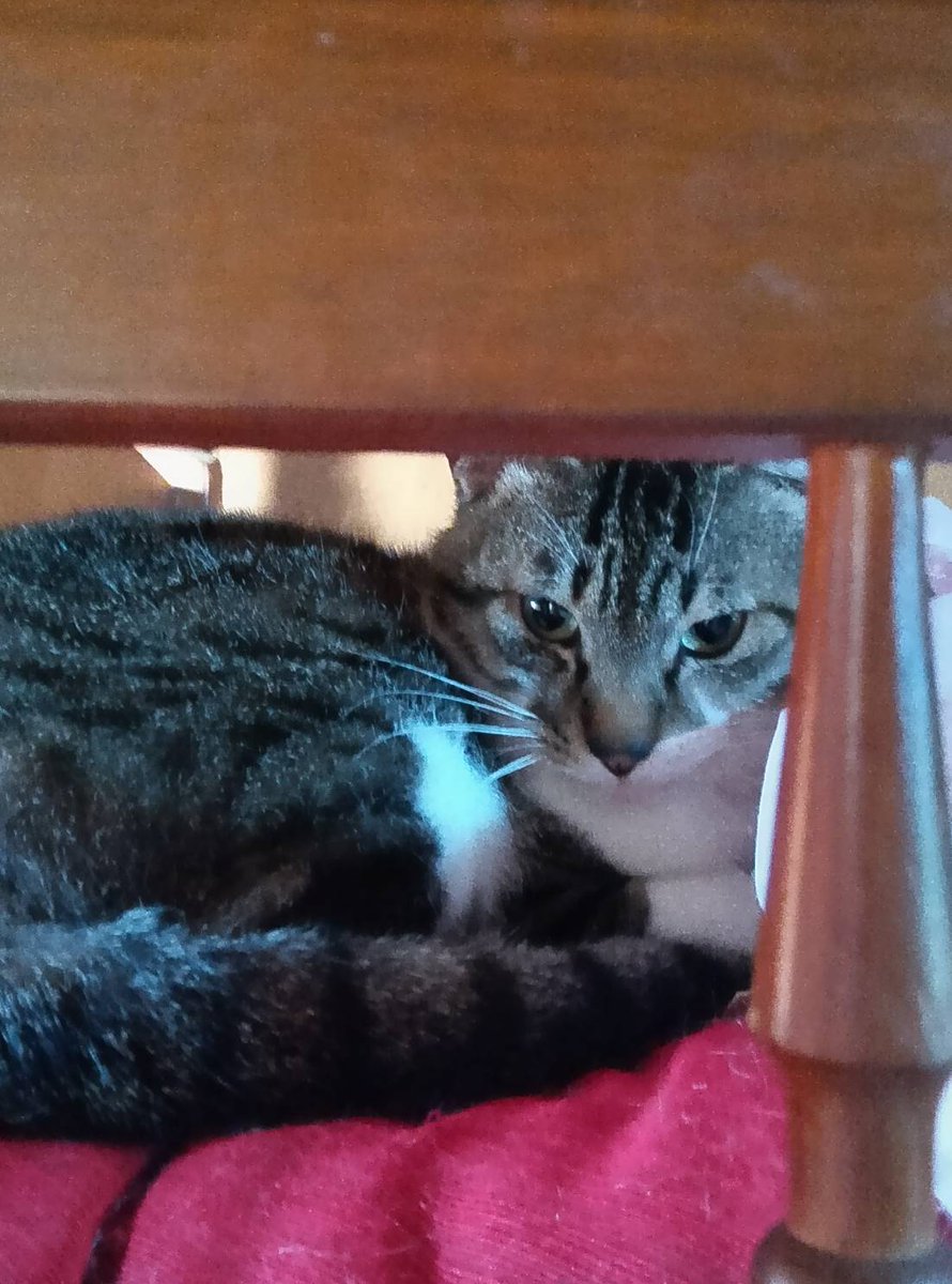 KUROCAT tweet media