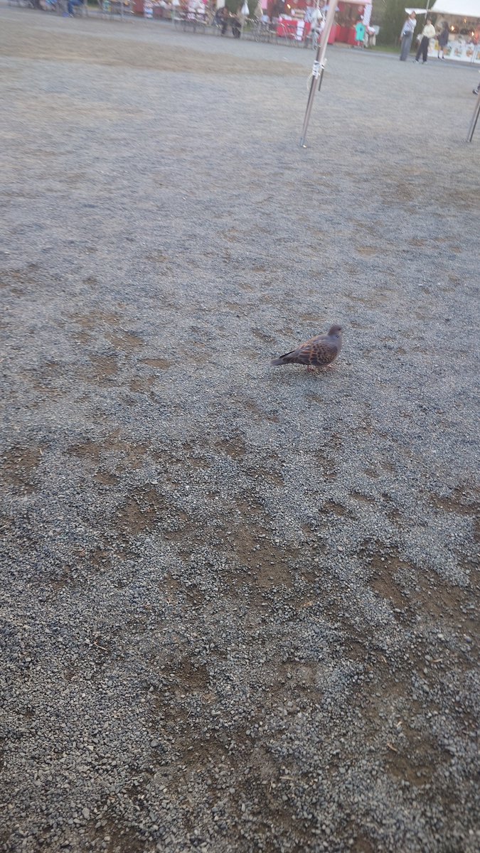 しょこら（schokola38） tweet media