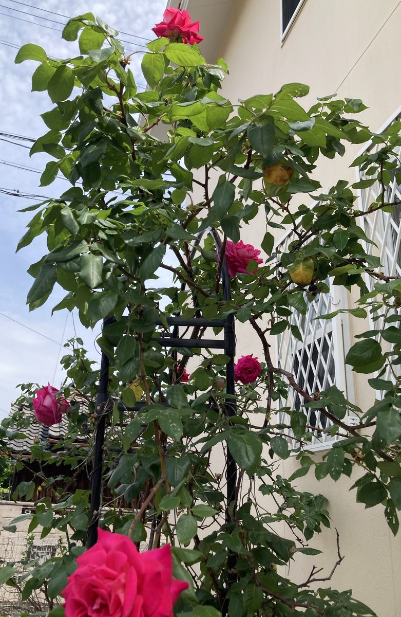 hasat4's tweet photo. 早くも薔薇が咲きだしました。 https://t.co/Ya4r5t8oRp